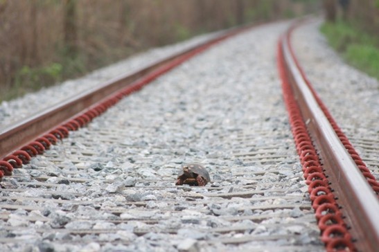 Uma tartaruga de casco escuro e cabeça avermelhada caminha sobre os trilhos de trem, que se estendem em curva ao fundo