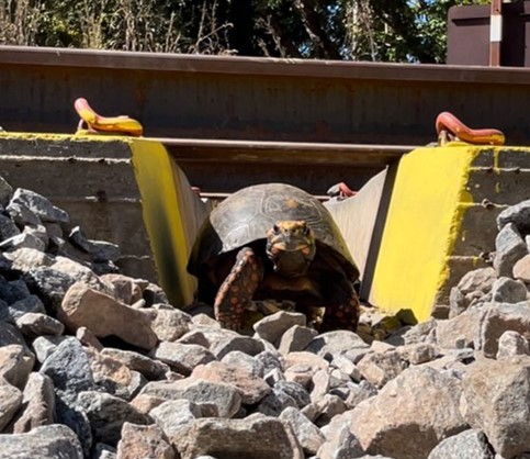 Uma tartaruga de casco escuro e manchas amarelas na cabeça e patas está em primeiro plano, entre pedras e dois blocos de concreto amarelos que ladeiam o trilho de trem.
