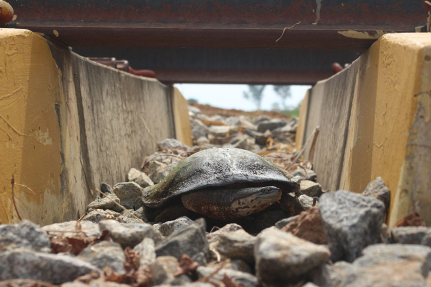 Uma tartaruga de carapaça escura caminhando sobre pedras no interior de um duto quadrado de concreto, que serve como passagem ou escoamento.