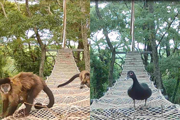 Animal silvestre utiliza travessia aérea feita em rede para fauna sobre trecho ferroviário cercado por árvores em SP.